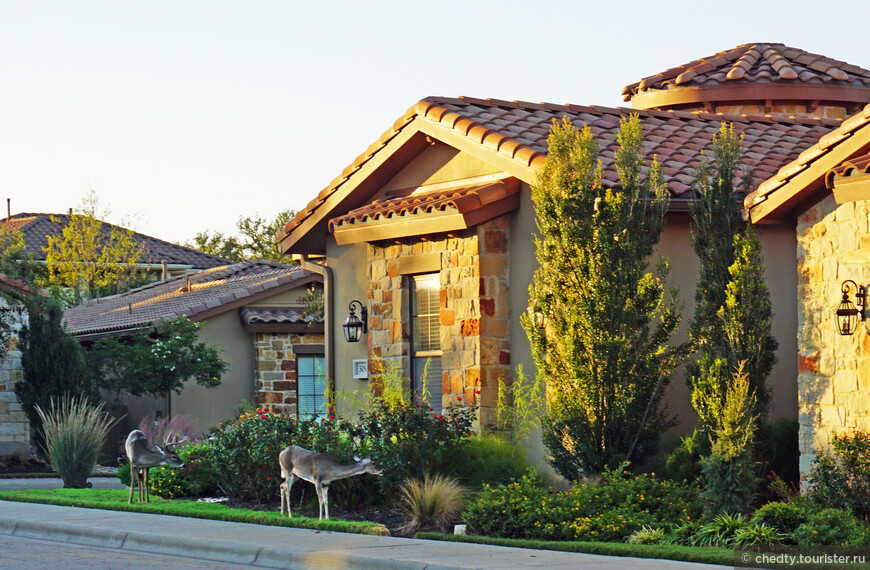 Жизнь на опушке леса