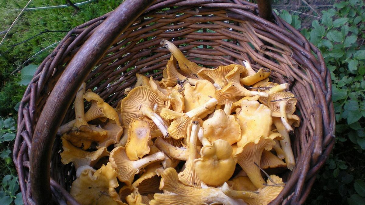 Лисички