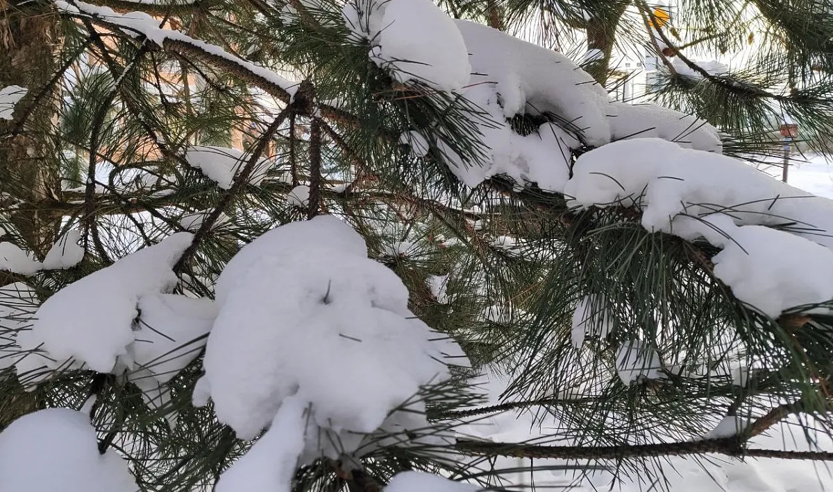 Погода в Краснодарском крае 23 января: ситуация по городам