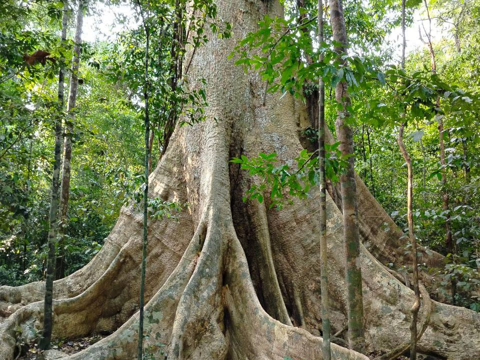 _Кат тьен 8.jpg