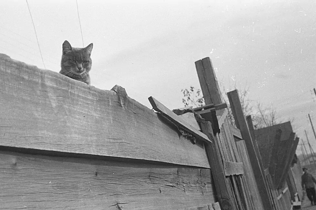 Угадай улице. Кот лезет через забор. Шебекинский забор взорвали. Фанерный кот лезет через забор.