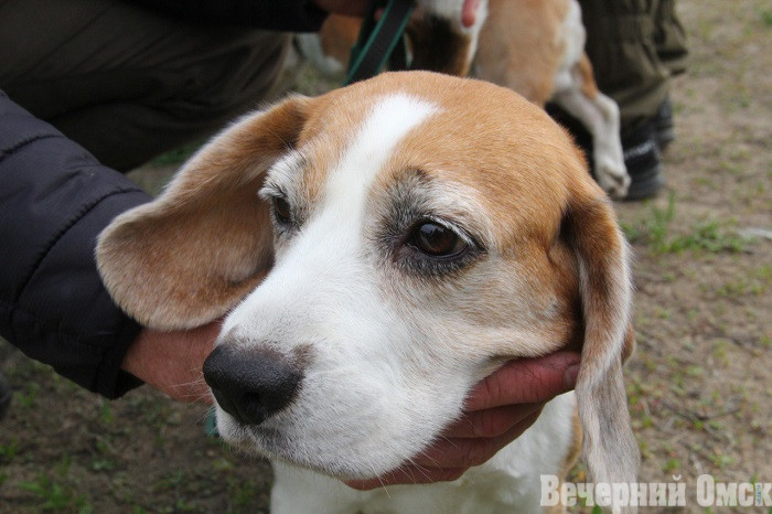Лайки, борзые и гончие: в Омске прошла выставка охотничьих собак