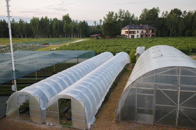 В Краснознаменском округе продают крупный комплекс по выращиванию голубики