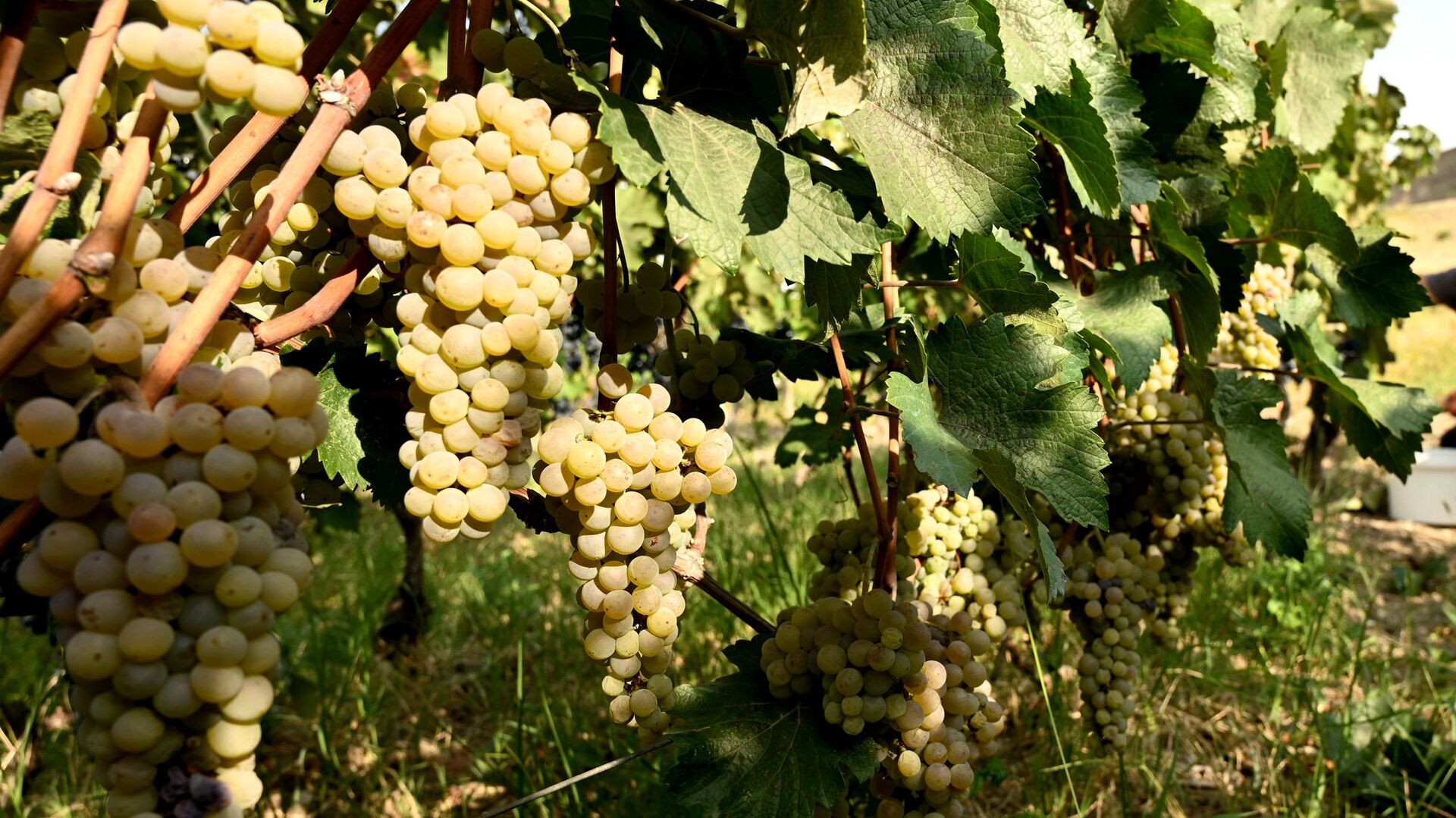 Сбор урожая винограда - ртвели в регионе Кахети - Sputnik Грузия, 1920, 02.10.2025