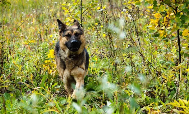 В Кузбассе ищут без вести пропавшего неделю назад 41-летнего мужчину