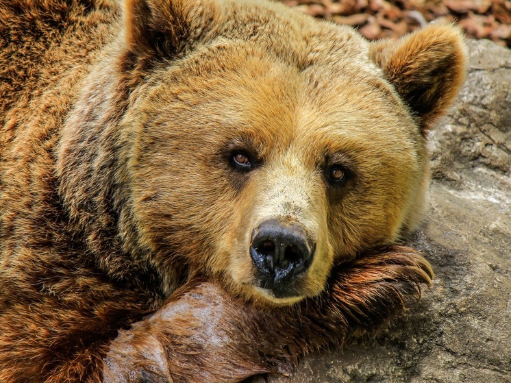 Бурые медведи вышли из зимней спячки в нижегородском зоопарке «Лимпопо»