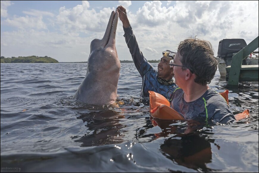 Розовые дельфины Черной реки