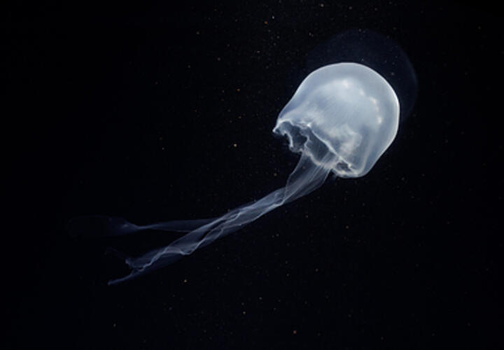 «Рука смерти»: двухлетний малыш погиб от укуса ядовитой медузы