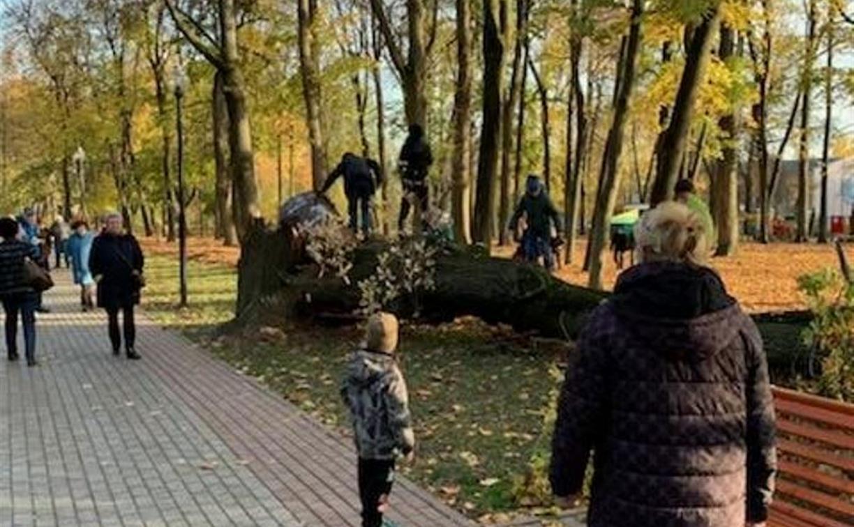 Упало дерево в парке. Рогожинский парк Тула. Люди в парке. Упало дерево Рогожинский парк Тула.