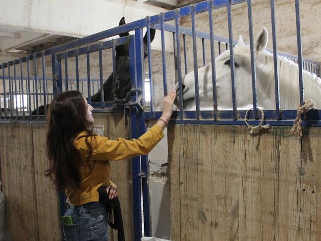 Поклон от Теи. Жительница Грайворона вывезла беременную лошадь из‑под обстрелов - Изображение 
