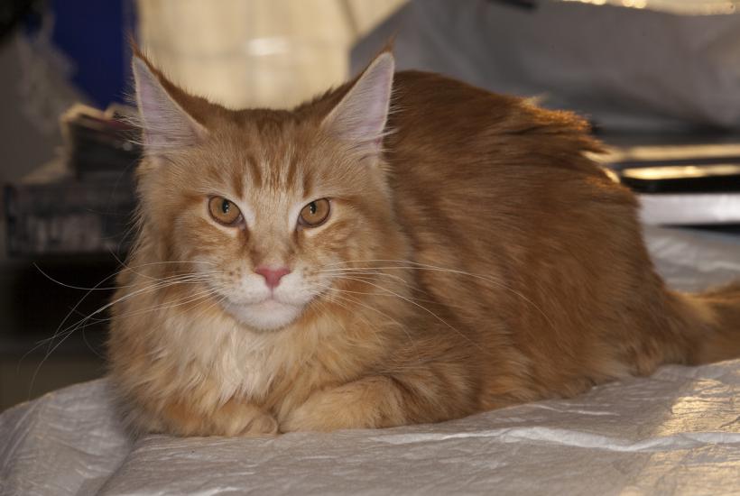 Рыжий кот