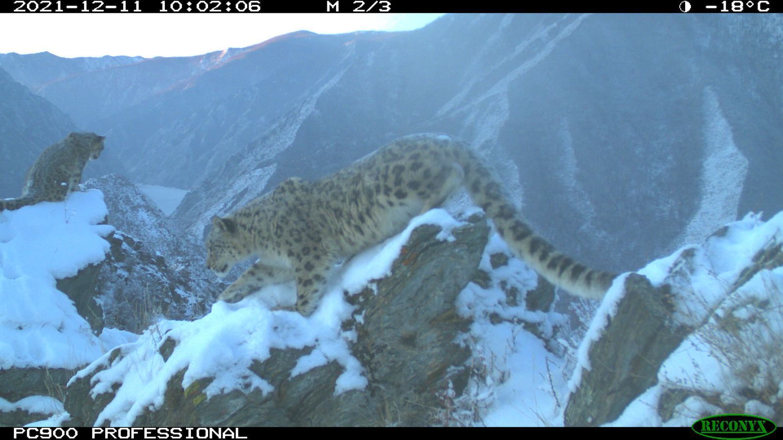 снежный барс (ирбис, снежный леопард). снежные барсы в сайлюгемском национальном парке. снежный барс в гималаях. барс культура красноярский край. барс культура красноярский край.