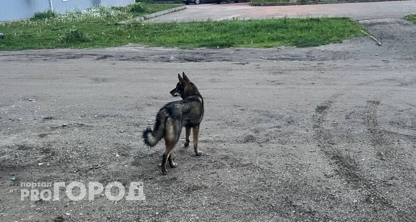 Собака на самовыгуле напала на 10-летнего мальчика: хозяину придется заплатить компенсацию 