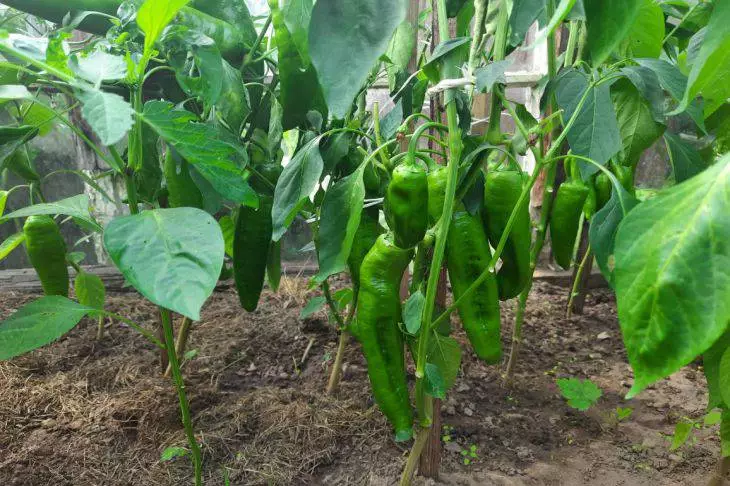 Как ускорить созревание перца на кусту. Зеленый перец на кусте. Как ускорить покраснение перца. Перец в огороде. Биологическая спелость перец.