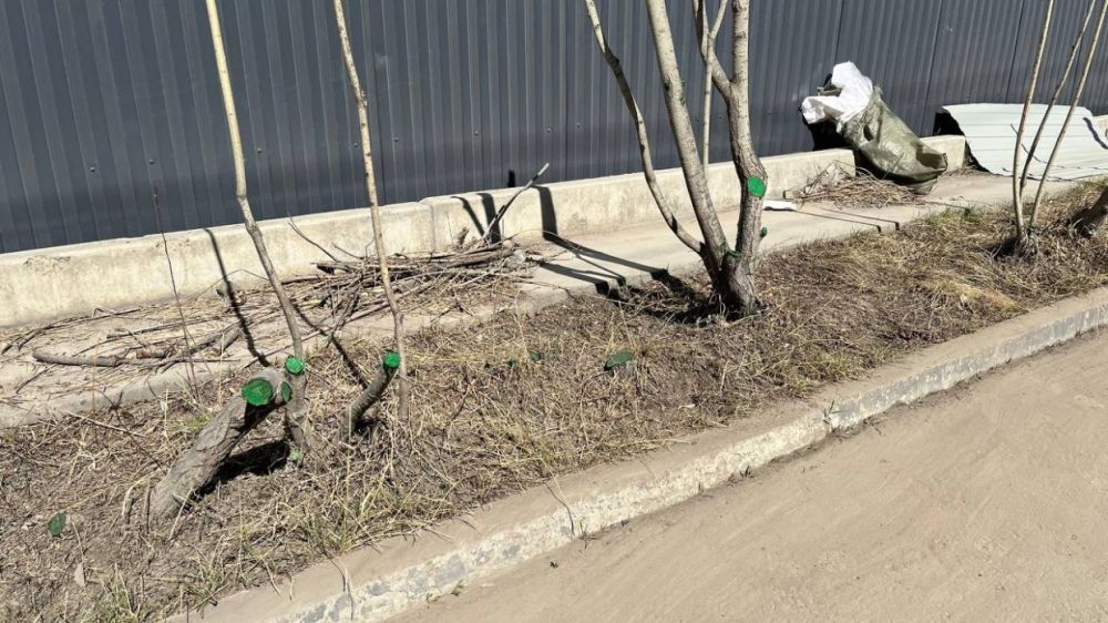 Главный озеленитель Якутска объяснила, почему срезы тальника красят 