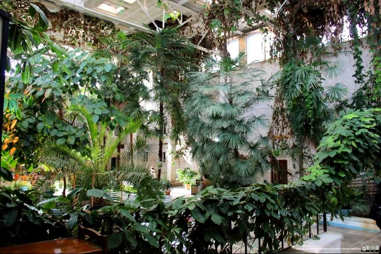 Первая леди региона отметила уникальный зимний сад во дворце культуры имени Захарова, где во внутреннем дворике ДК есть восьмиметровые пальмы и фикусы, редкие растения