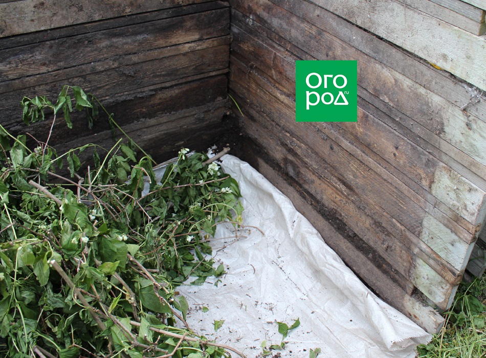 Фото ogorod.ru / Горбачёнок Екатерина