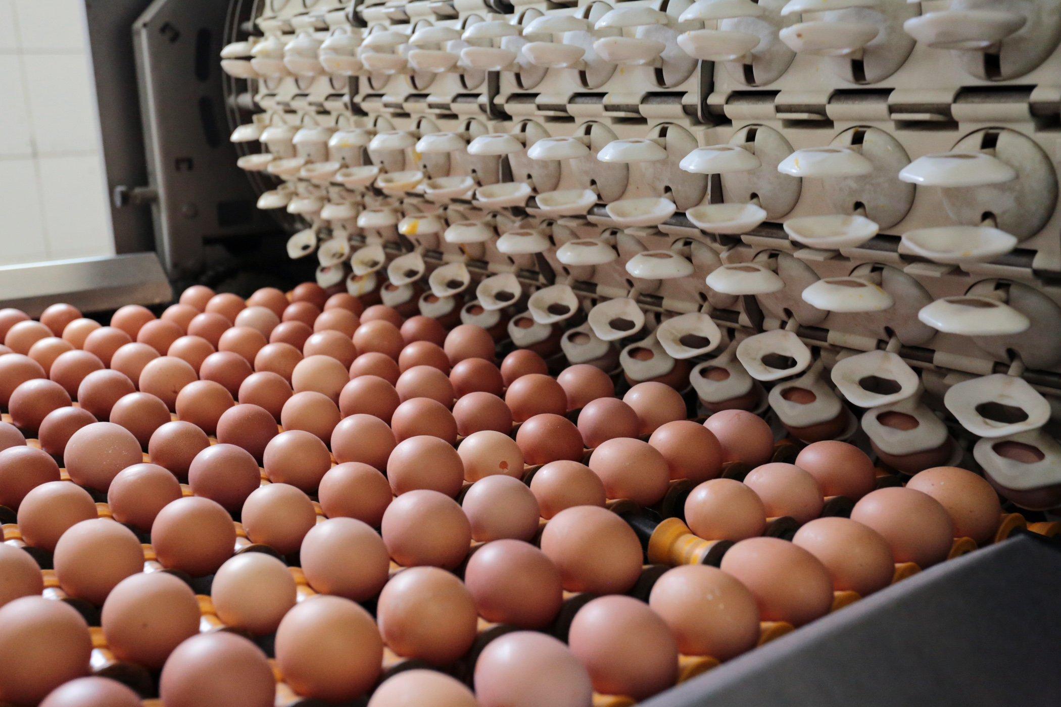 Яйцо куриное производитель. Птицефабрика яйца. Фабрика яиц. Птицеферма яйца. Конвейер для яиц.