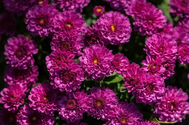 Хризантема мультифлора Бранроял (Branroyal) 