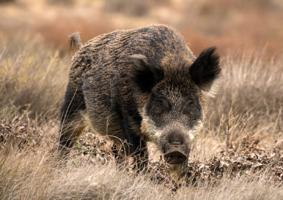 Pigs Were Domesticated from Wild Boars in South China over ...