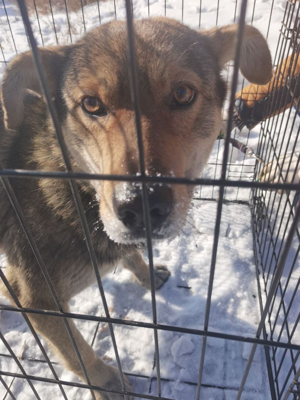 Отлов собак в октябрьском районе города улан-удэ. Отлов собак в октябрьском районе города улан-удэ. Право на жизнь отлов собак улан удэ. Отлов для животных в улан-удэ адреса и телефоны фото. Бездомные собаки.