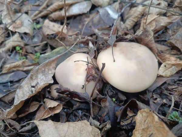 Жители Ростовской области закрывают сезон грибной охоты