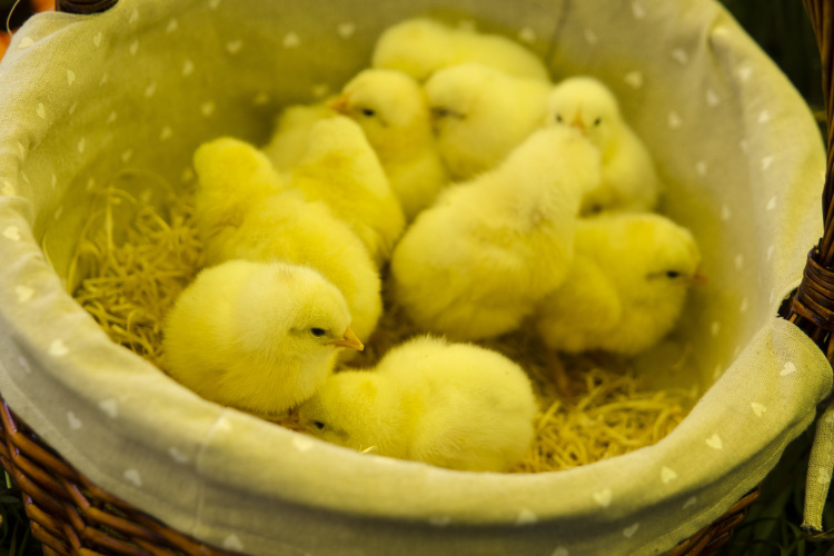 Птицеводческий комплекс «Ак Барс», известный своей торговой маркой «Яратель», прирос на 29% до 15,9 млрд рублей