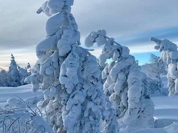 Как лесные насаждения переносят зимний холод