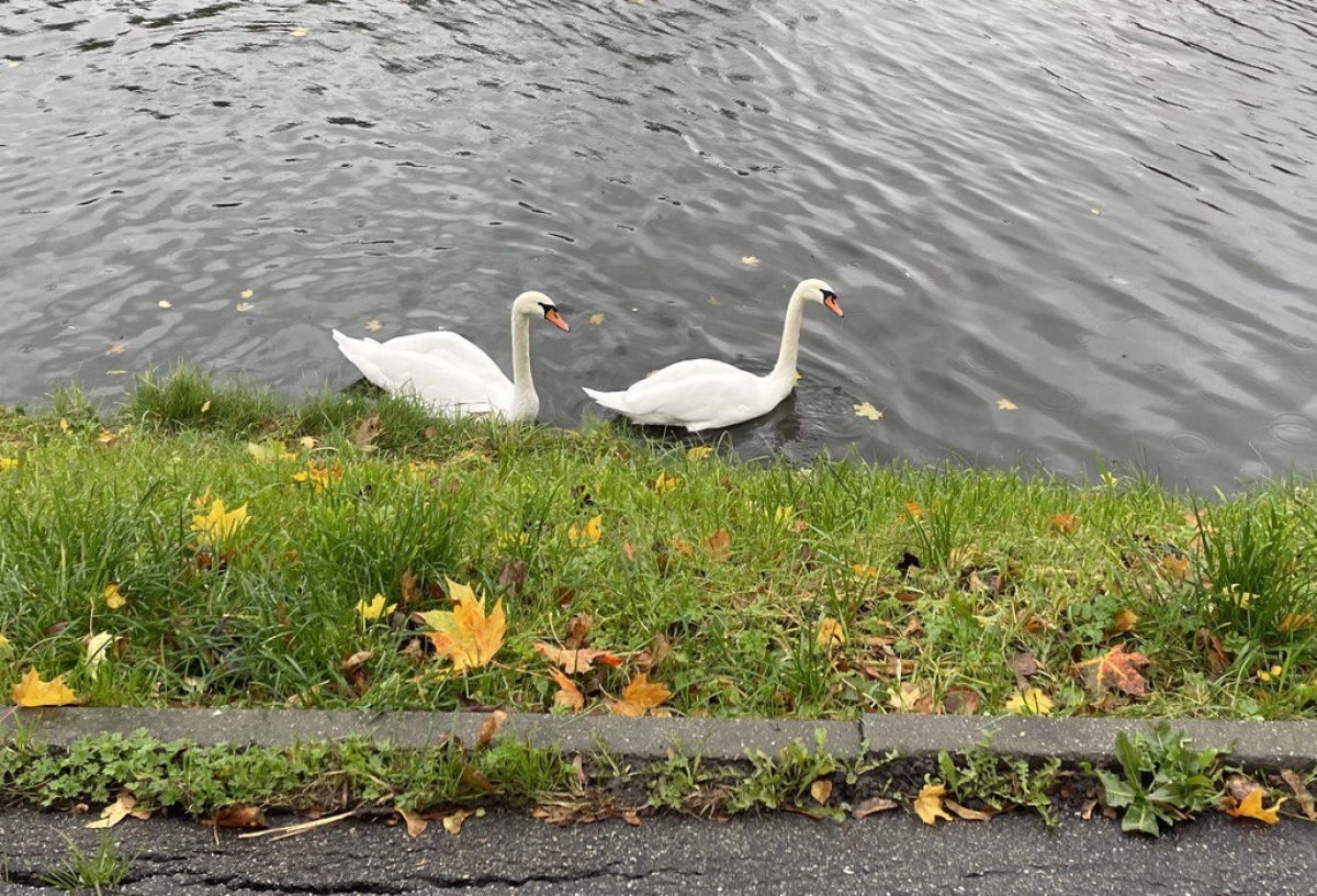 Омичи бьют тревогу из-за вмерзшего в озеро лебедя