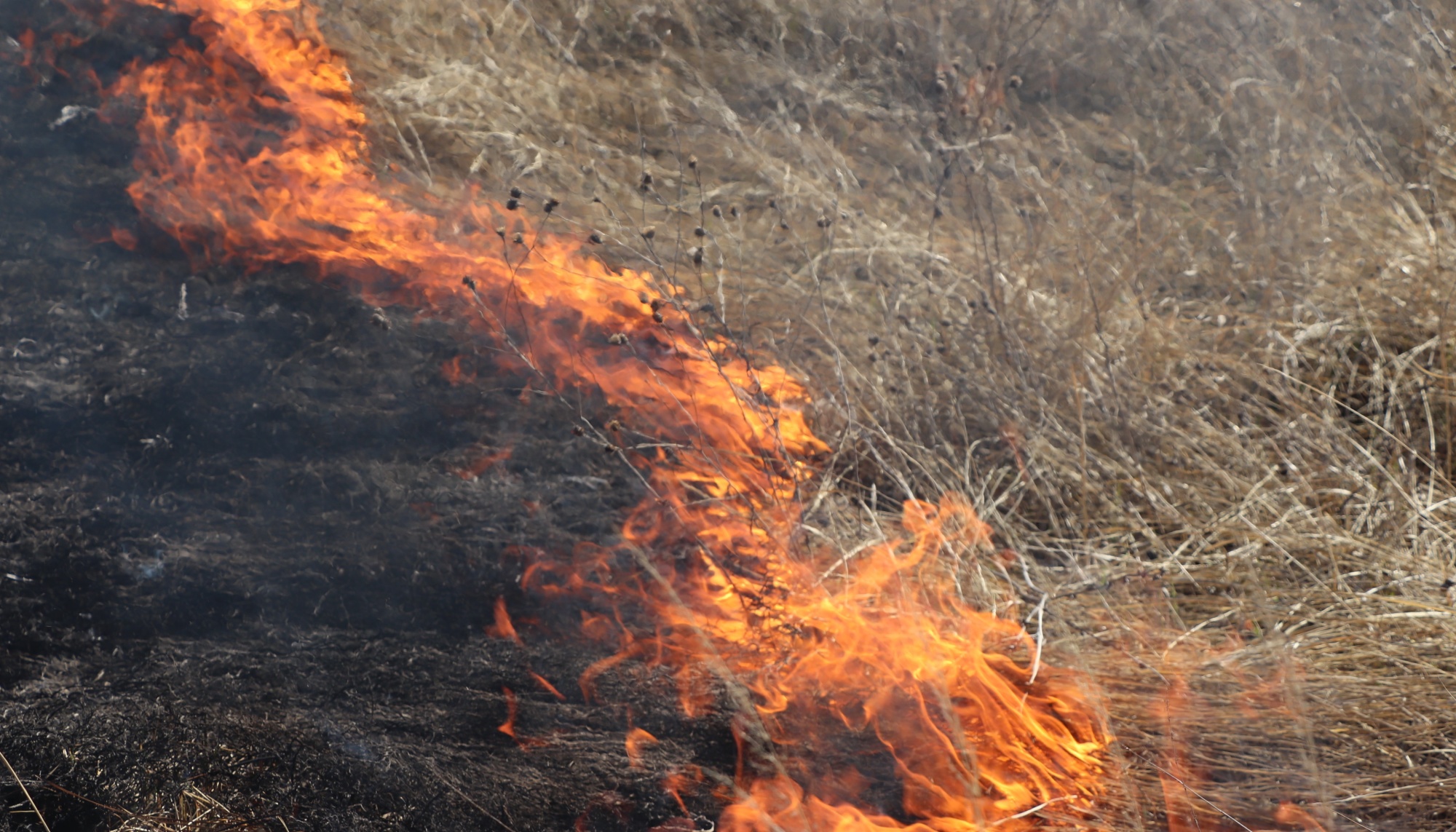 Горит сухого. Горит сухая трава. Горит сухого. Горит сухая трава. Горит сухая трава.