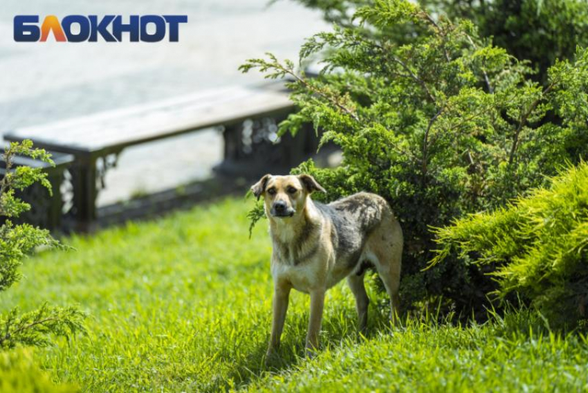 Отправить бездомных собак охранять предприятия и склады предложил краснодарский политолог 