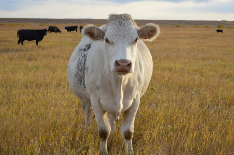 хозяйство забайкальского края