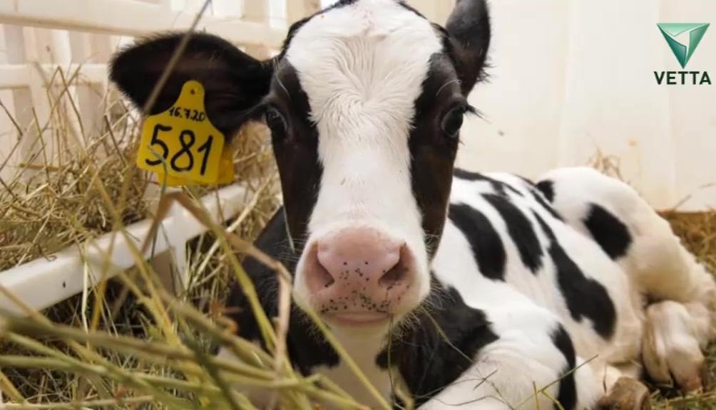 В Ординском районе на продажу выставлен производственный комплекс «Ашатли»