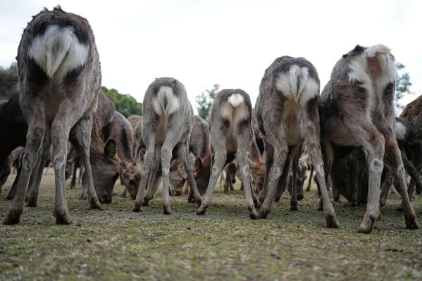 Сотрудники парка города Нара на западе Японии кормят оленей. - Sputnik Грузия