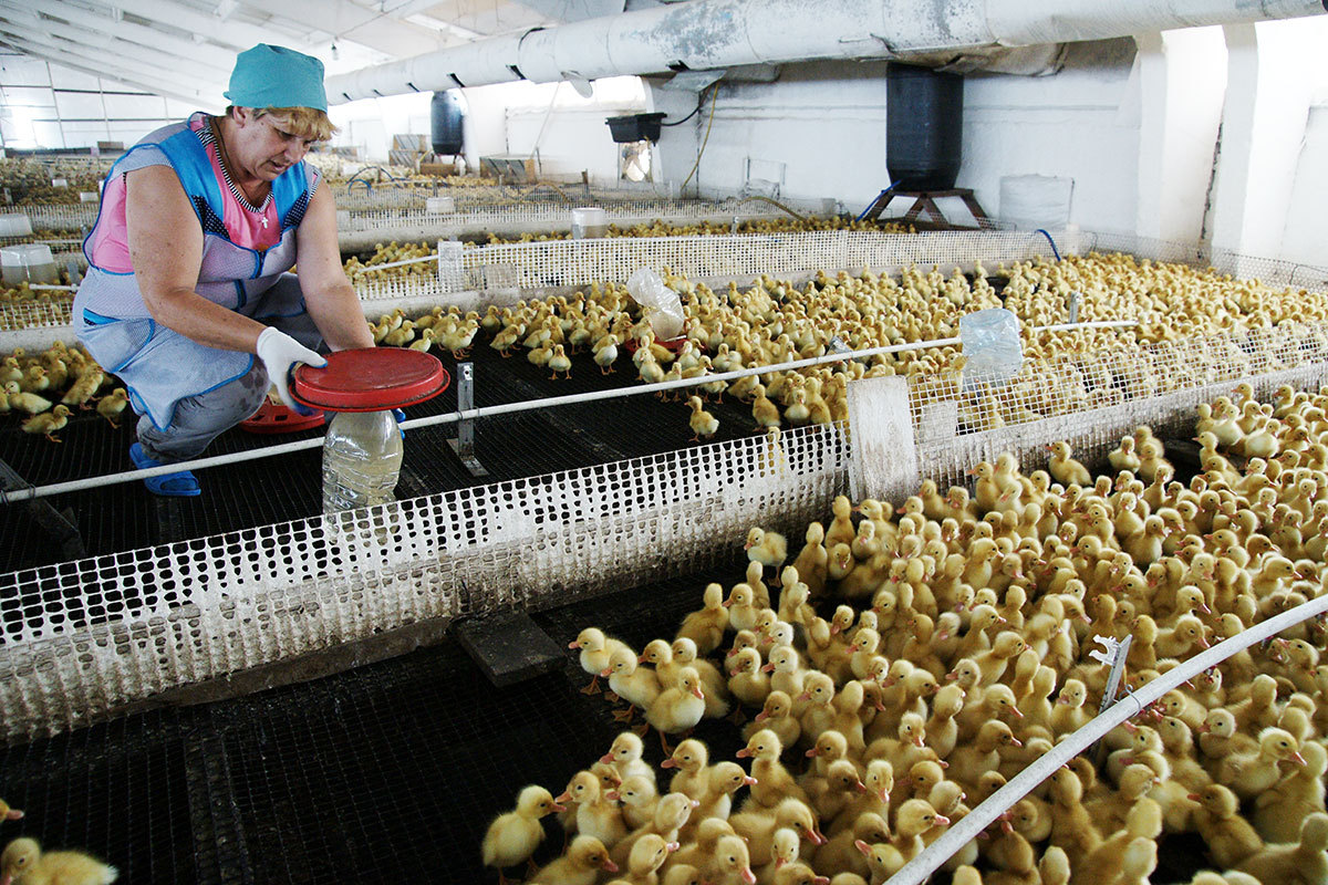 Животноводство птицеводство. Айдар абдуллин птицефабрика яратель. Сотрудники птицефабрики. Работа на птичнике. Производство яиц.