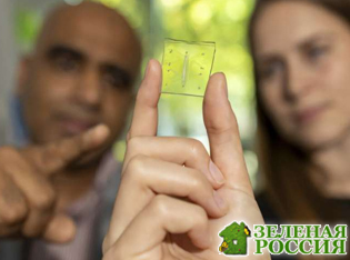 Учёные создали лёгкое-на-чипе с работающей иммунной системой