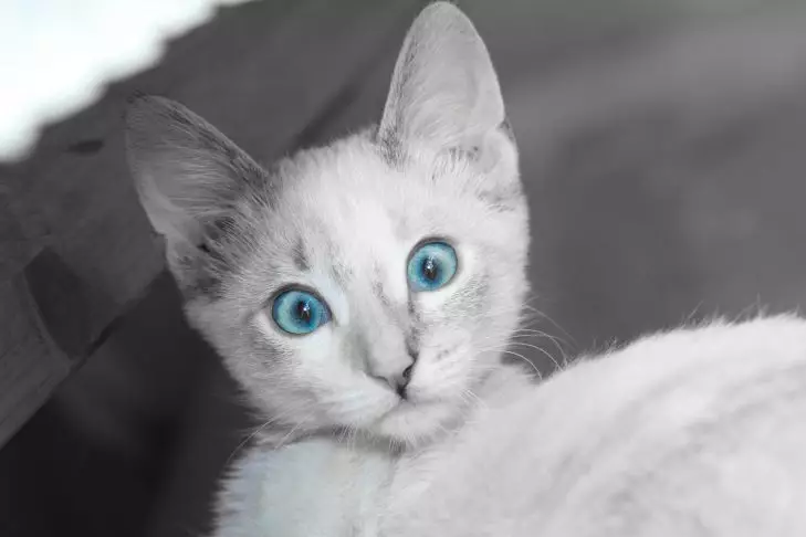 Кошка