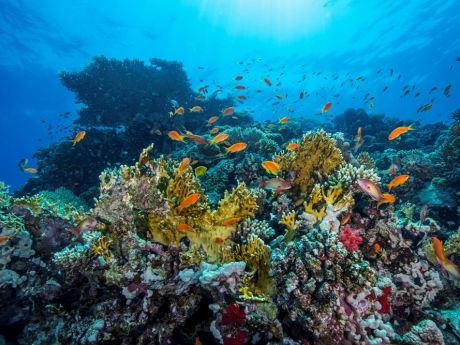 Архипелаг Red Sea в Саудовской Аравии — какой из пяти отелей выбрать для туриста