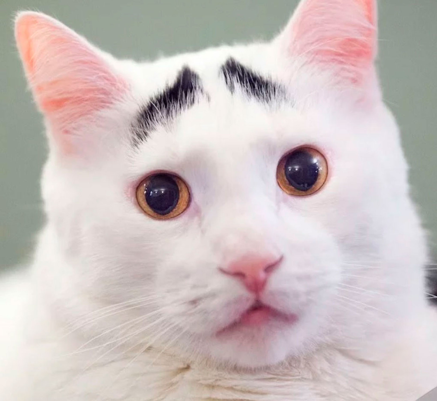 Накрашенные кошки