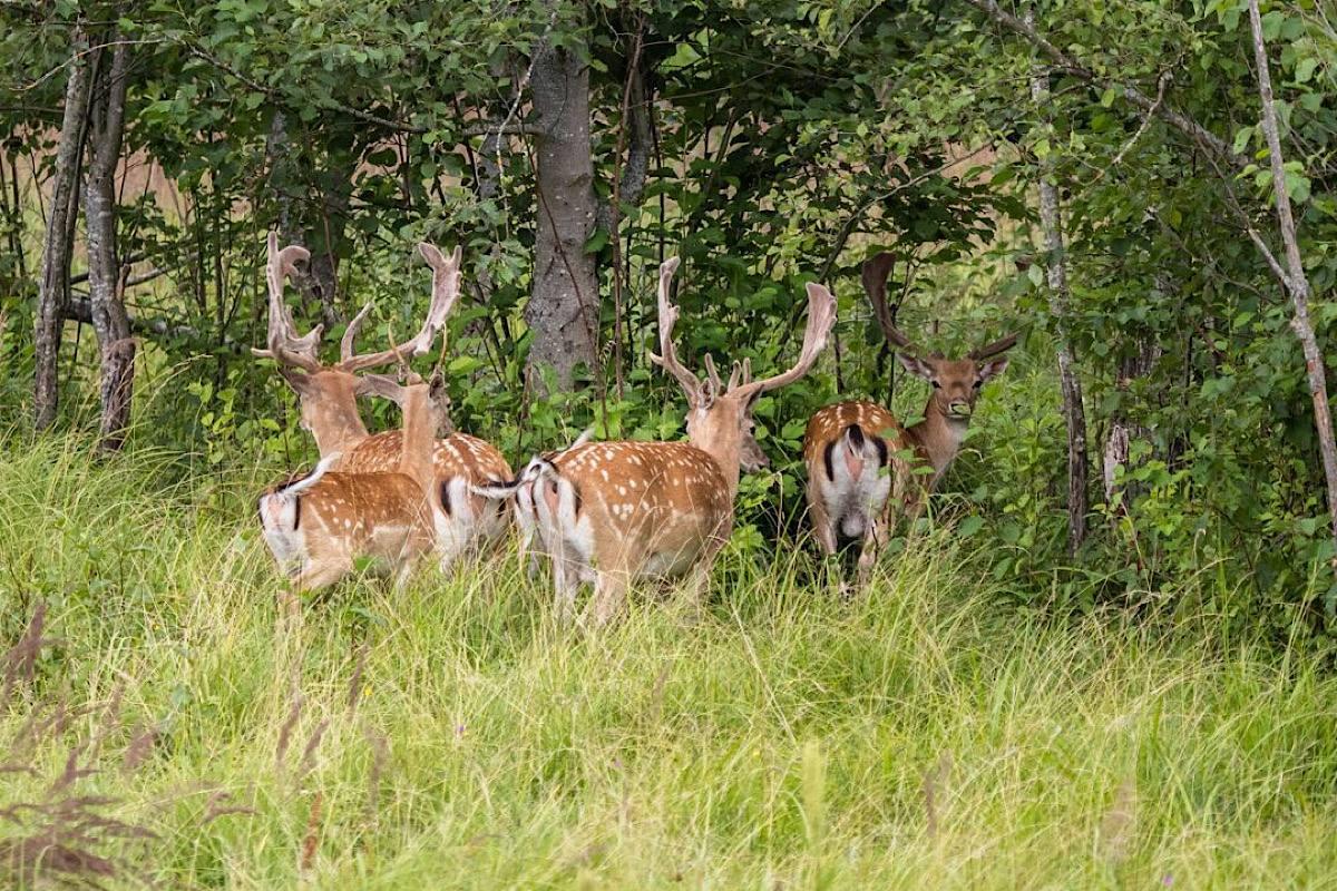 Искусственный интеллект встаёт на защиту лесов: разработана система мониторинга в реальном времени