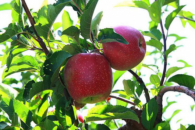 В Котайкской области будут разбиты новые фруктовые сады, инвестиции составят 3,2 млрд. драмов 