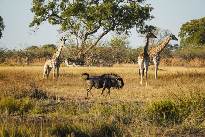 Ботсвана. 11 дней среди диких зверей
