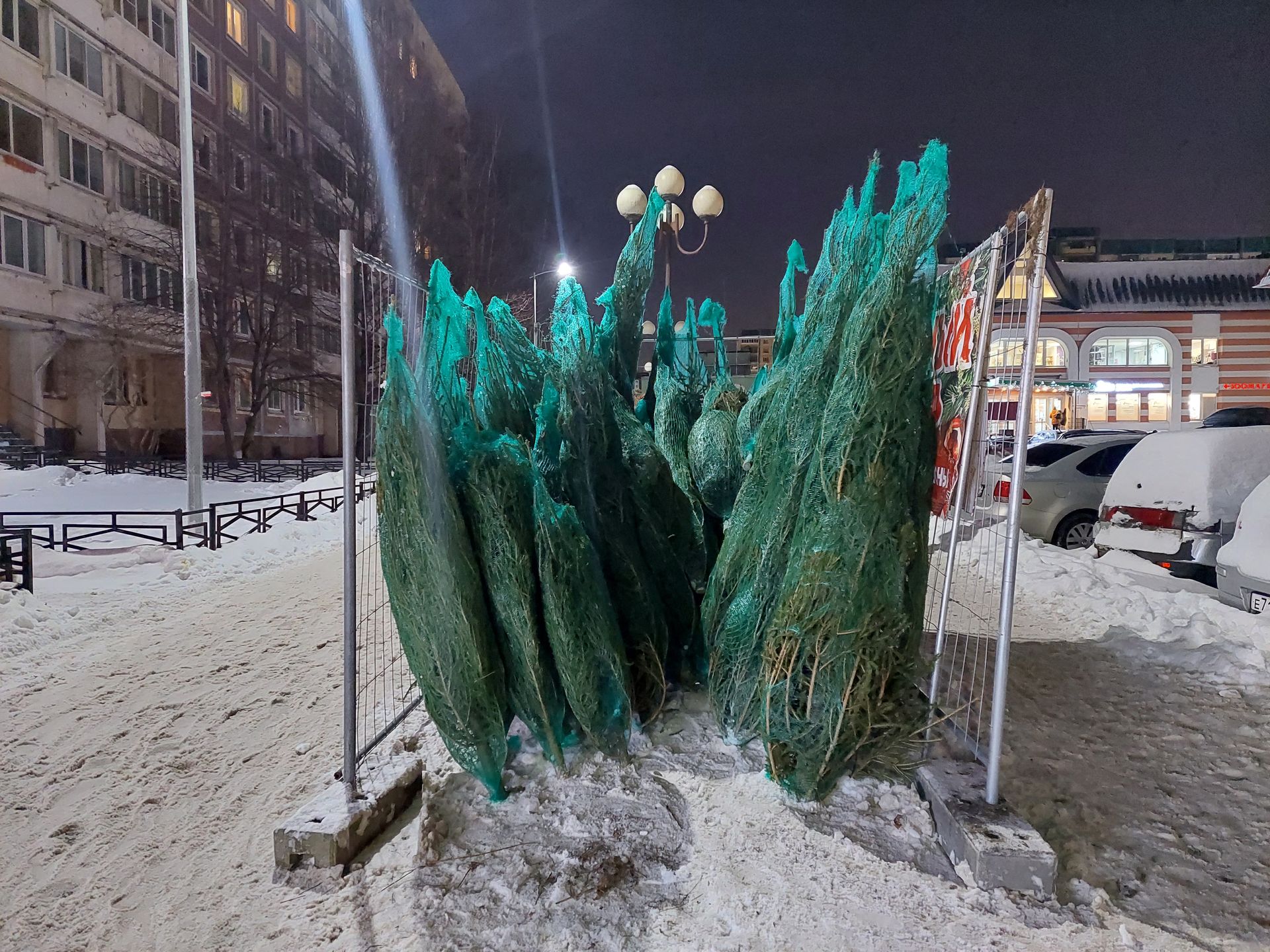 акция по сбору хвойных деревьев. куда девать шишки от елки. живая новогодняя елка. куда сдать елку после нового года 2024. утилизация елок.