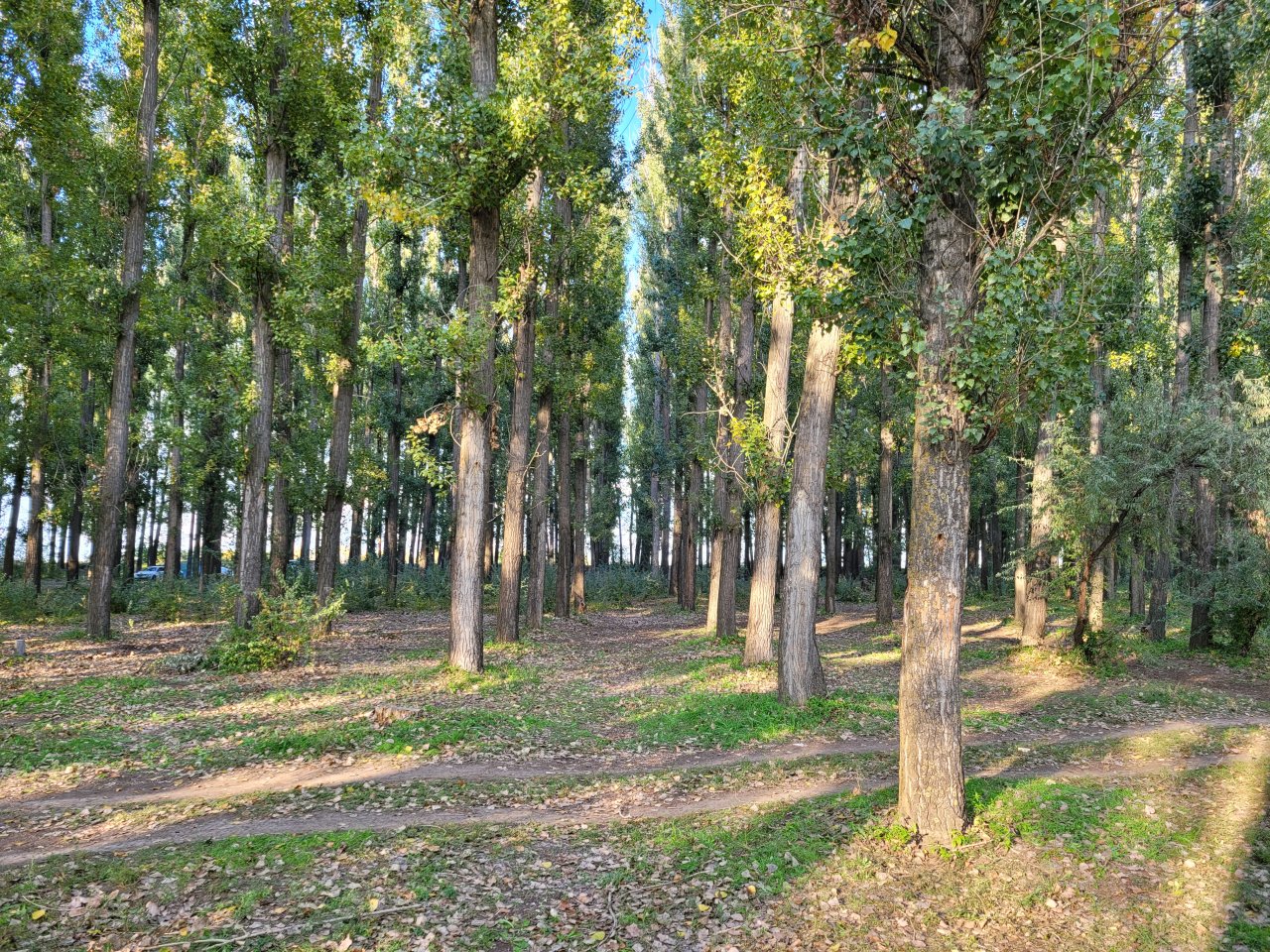 тополиная роща астрахань осень. тополиная роща астрахань фото. тополиная роща астрахань пляж. тополиная роща астрахань пляж. тополиная роща астрахань.