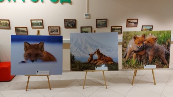 В экоцентре «Воробьевы горы» открылась выставка «Камчатка. Рассказ в лисах»