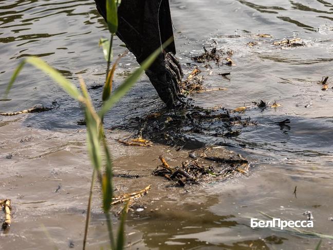52 несанкционированные свалки выявили в Белгородской области за 10 месяцев 2025 года - Изображение 