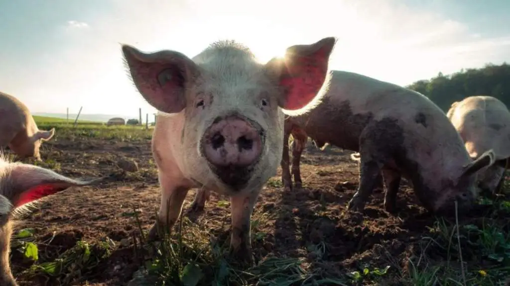 На ферме с 48 домашними свиньями подтверждена африканская чума