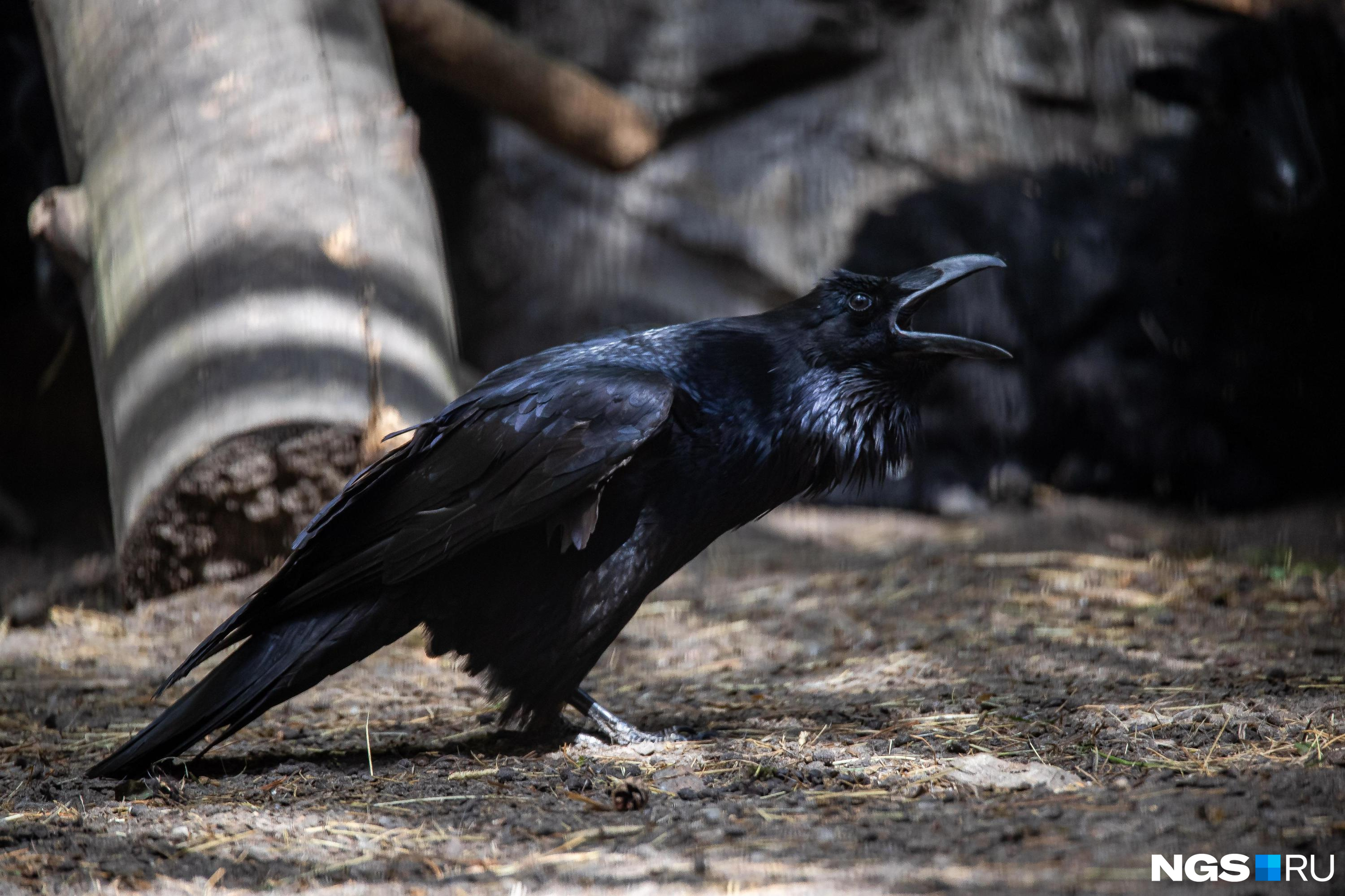 Почему вороны каркают ночью. Лесной ворон. Кричащий ворон. Отряд воробьинообразные ворон. Почему вороны каркают ночью.
