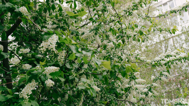 Белая черемуха цветет в Томске — фото