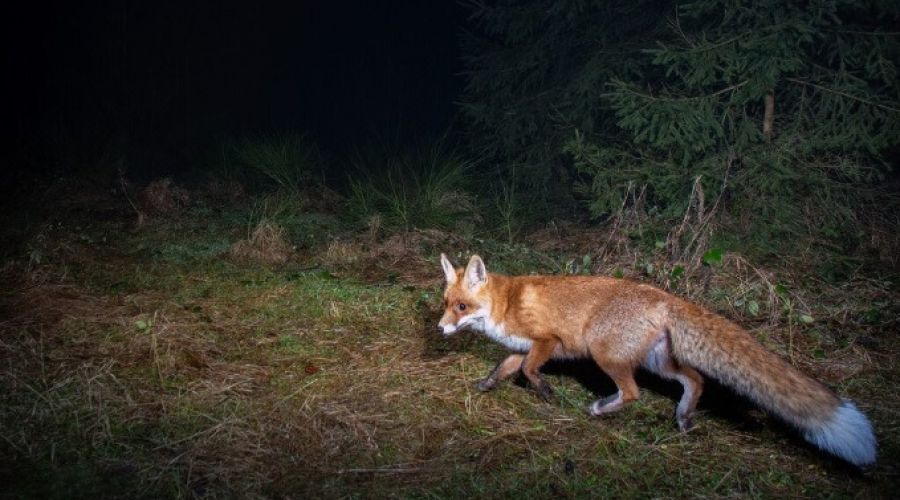 Лиса в лесу